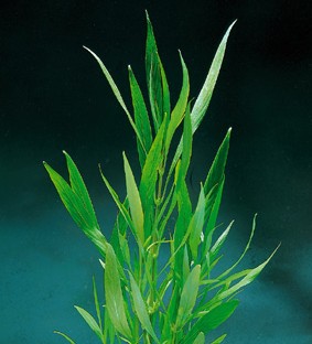 Hygrophila salicifolia (Weidenblättriger Wasserfreund)