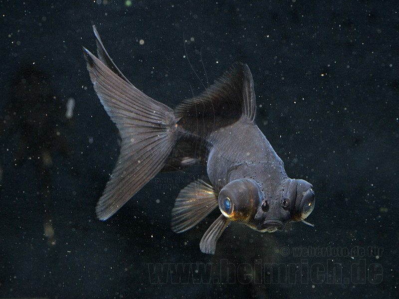 Schleierschwanz, 6cm "BLACK" (Carrasius auratus)