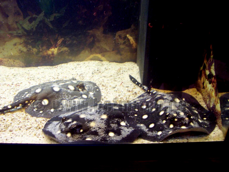 Potamotrygon leopoldi, Paar 18cm (Schwarze- od. Eclipse-Rochen