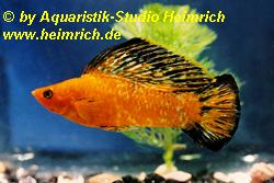 Segelkärpfling "ORANGE", lg (Xiph. velifera, spec. ORANGE)