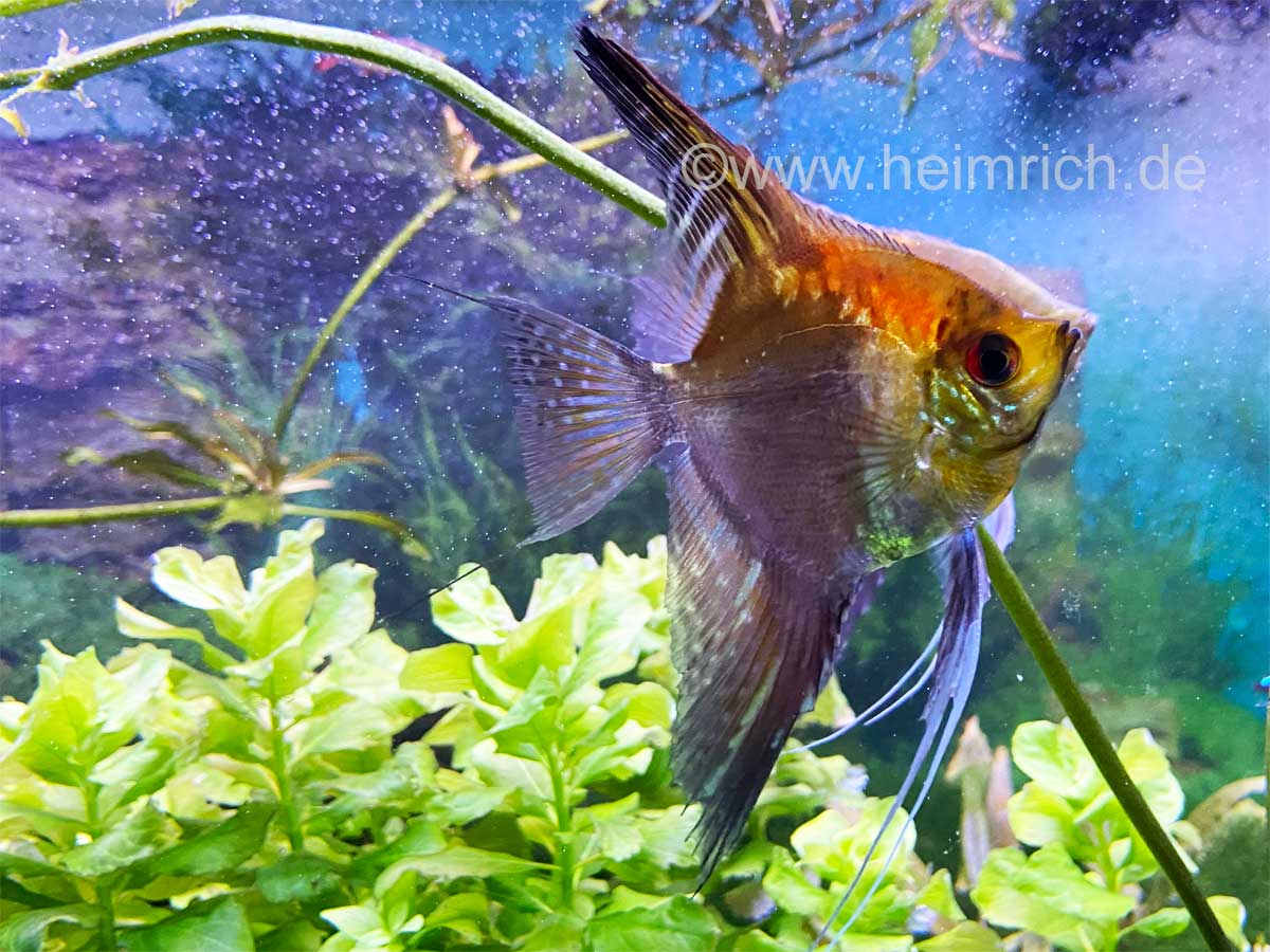 Pterophyllum spec. Manacapuru-Smoky, XL (Rotrücken Skalar Manacapuru-Smoky)