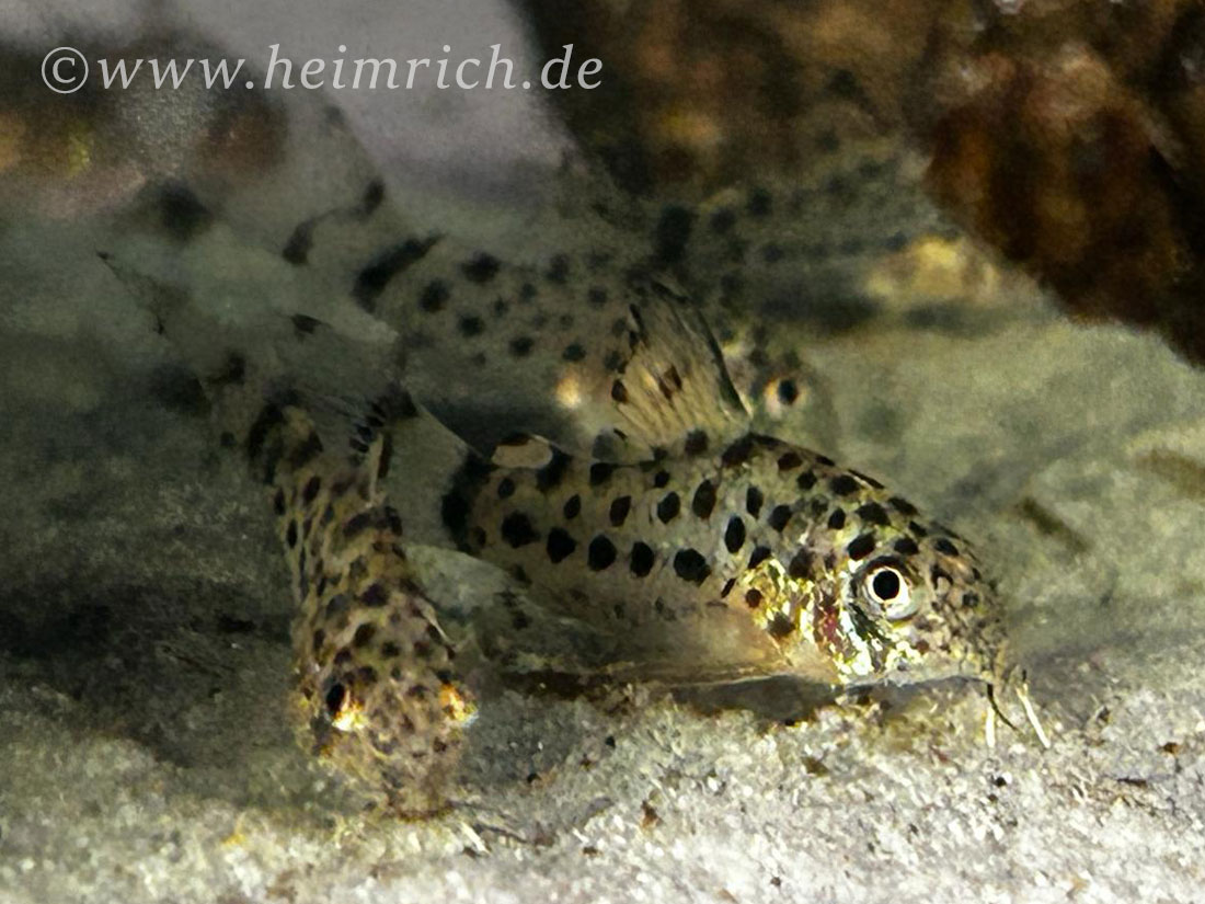 Corydoras knaacki , 10er-Gruppe (Knaacki's-Panzerwels CW32)