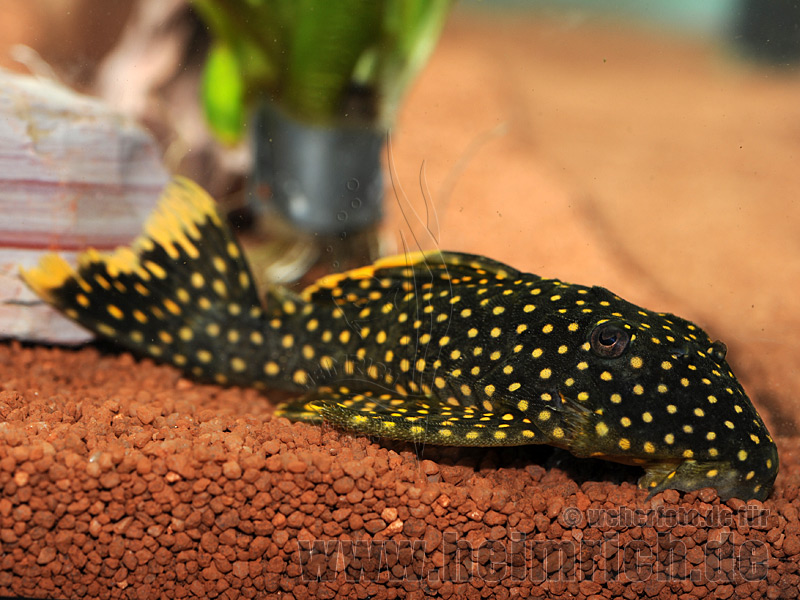 L177 Baryancistrus sp., XL (Gelbsaum Wels)