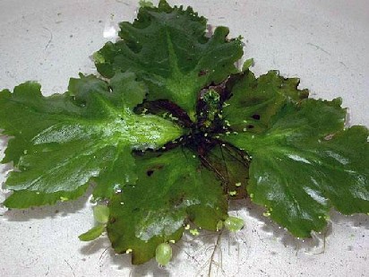 Ceratopteris pteroides