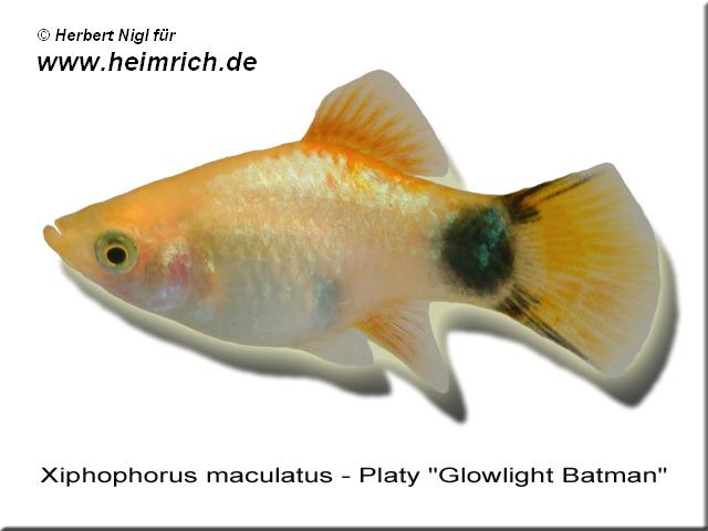 Platy PREMIUM-"Glowlight Batman", lg (Xiph. mac., spec.)