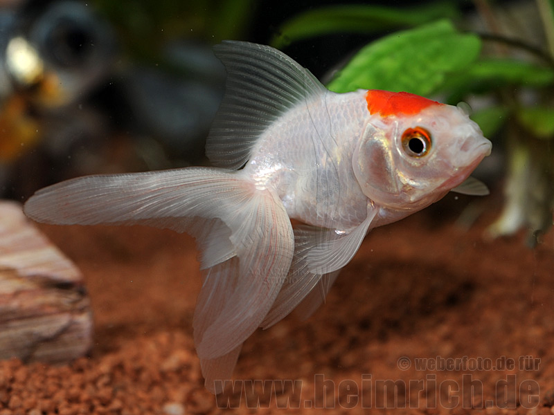 Schleierschwanz, 6cm "TANCHO" (Carrasius auratus)