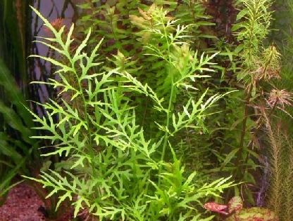 Ceratopteris siliquosa