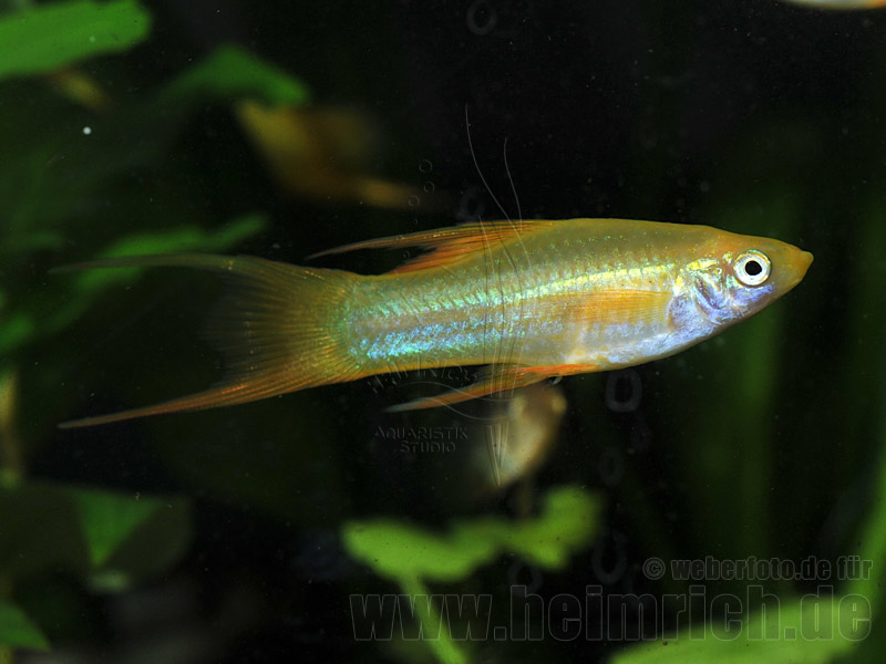 Schwertträger "Yellow Sun-Lyra", weibl. lg (Xiph. hell., spec.Ye