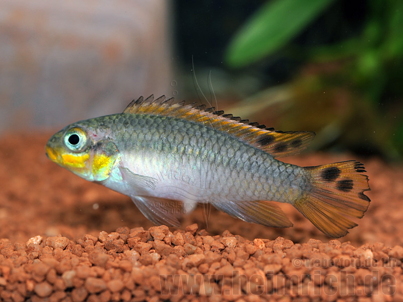Pelviachromis subocellatus spec. Matadi, weibl. (Prachtbarsche S