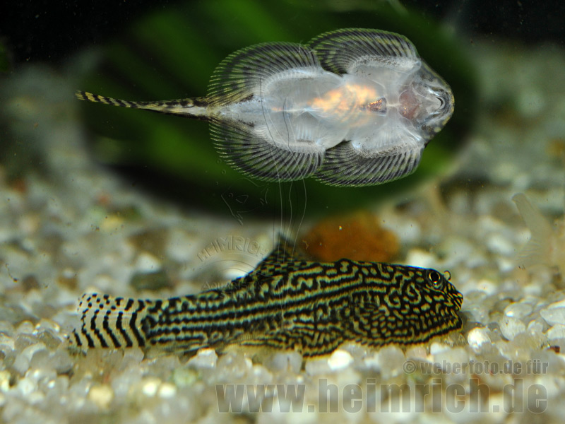 Sewellia lineolata, lg (Vietnamesische Flossensauger)