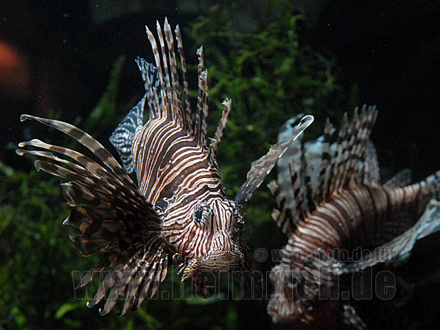 Antennen-Rotfeuerfisch, med.  (Pterois antennata)
