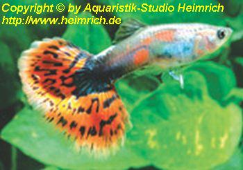 Guppy, Farbschlag Aquamarin Mosaik
