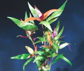 Alternanthera reinecki (Schmales Papageienblatt)