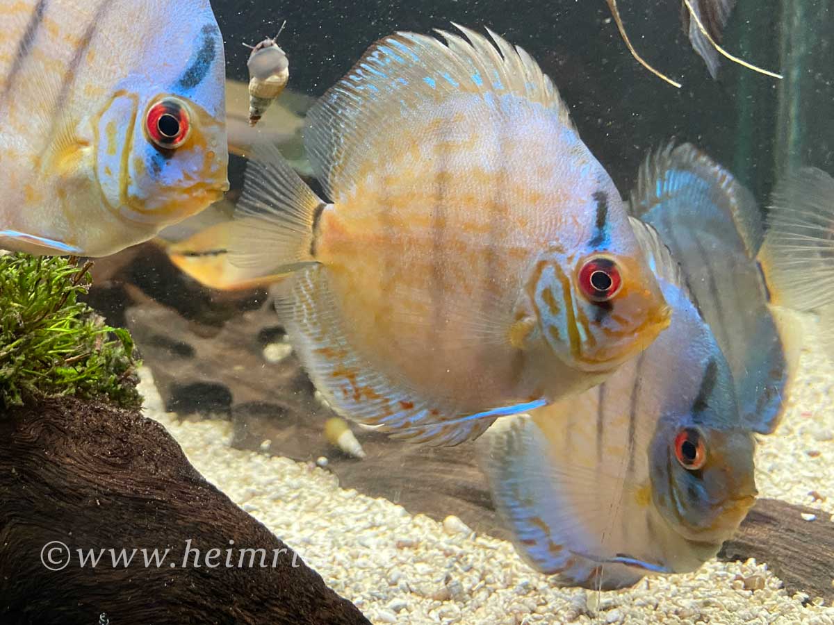Diskus Cobalt striped - Größe  8cm