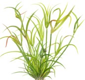 Juncus repens (Kriechende Binse)