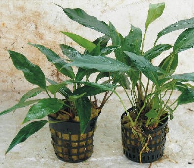 Anubia hastifolia, "XXL" (Mutterpflanze)