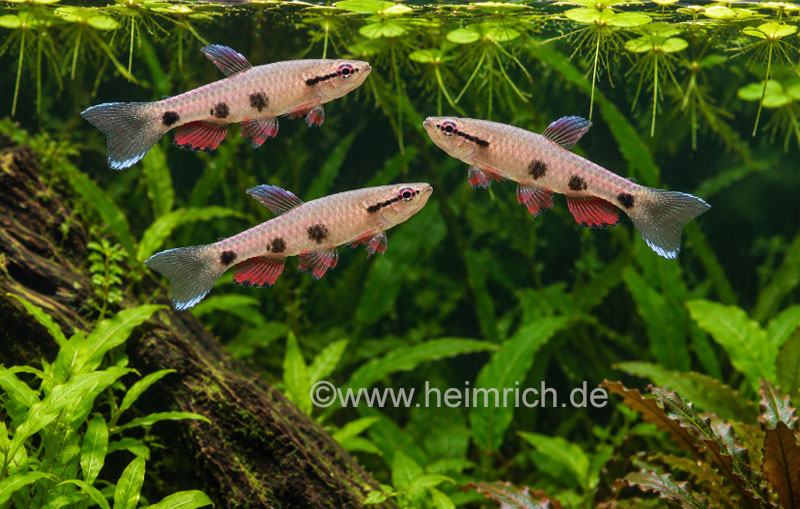 Pyrrhulina spilota, 5er-Gruppe (Dreipunkt-Pyrrhulina)