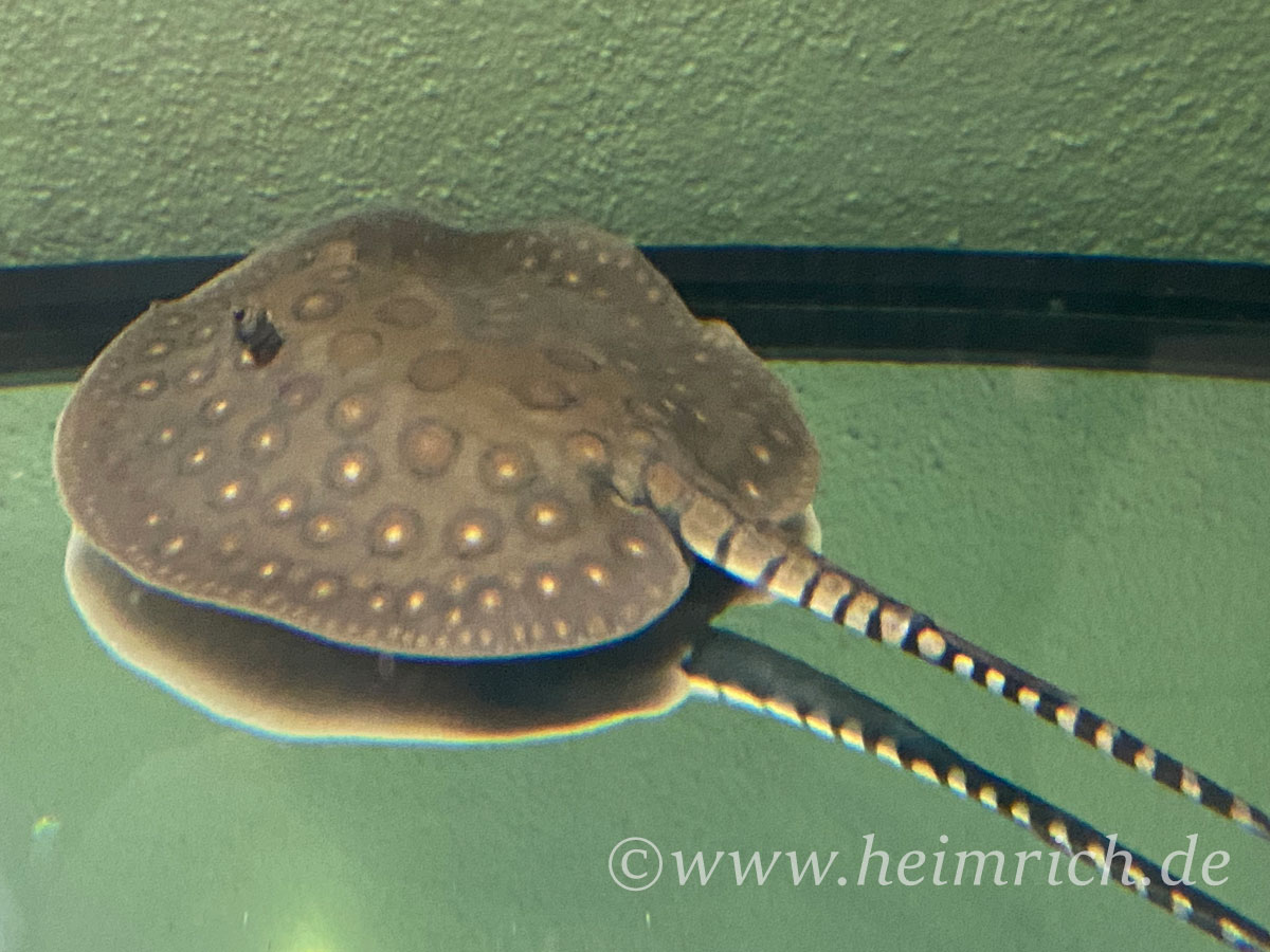 Potamotrygon motoro-male (Pfauenaugen-Stechrochen)