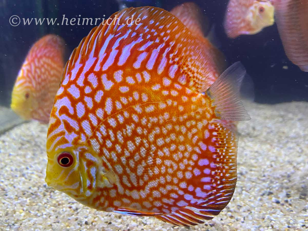 Diskus Checkerboard, 8cm