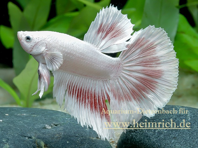 Siam. Kampffisch PREMIUM 'Halfmoon Opaque White', lg (Betta splendens)