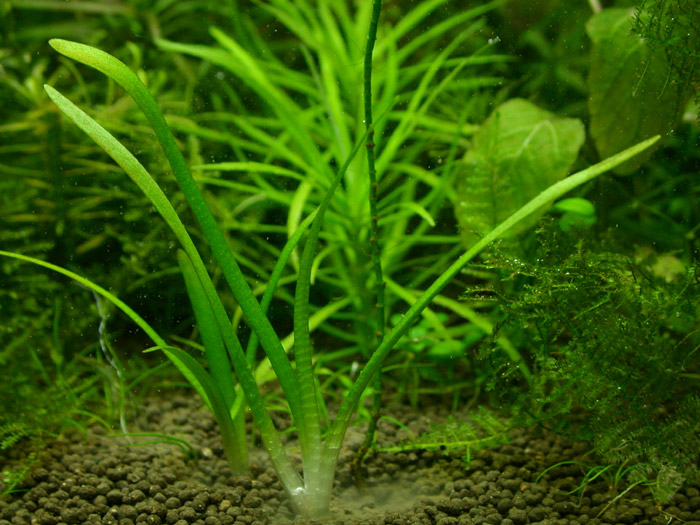 Sagittaria pusillus