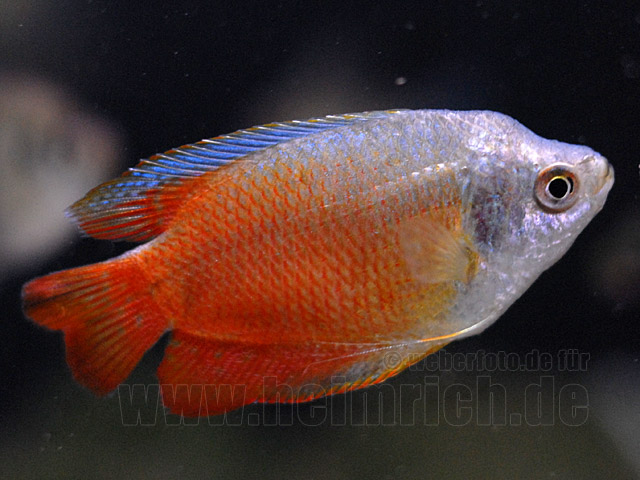 Zwergfadenfisch "Royal Red", lg (Colisa lalia)