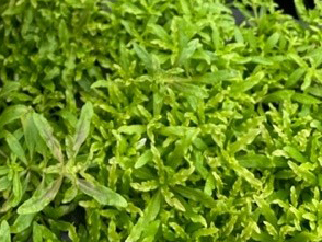Pogostemon helferi - 1 Stk