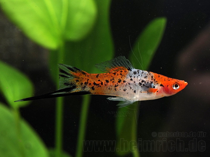 Schwertträger "KOI" SHOWA, lg männ. (Xiph. hell., spec. KOI)