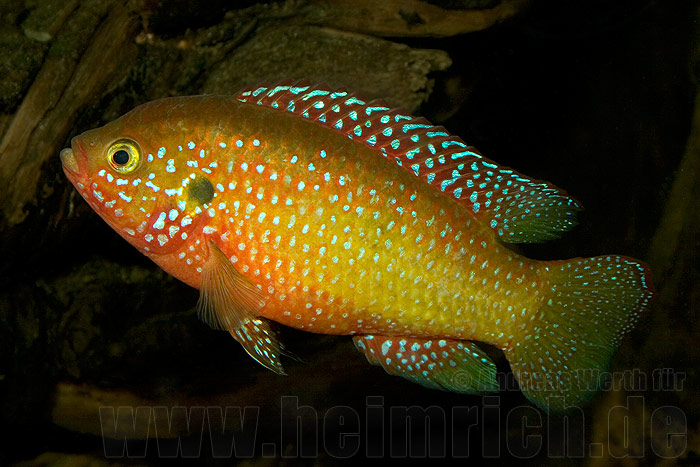 Hemichromis bimaculatus (Roter Buntbarsch)