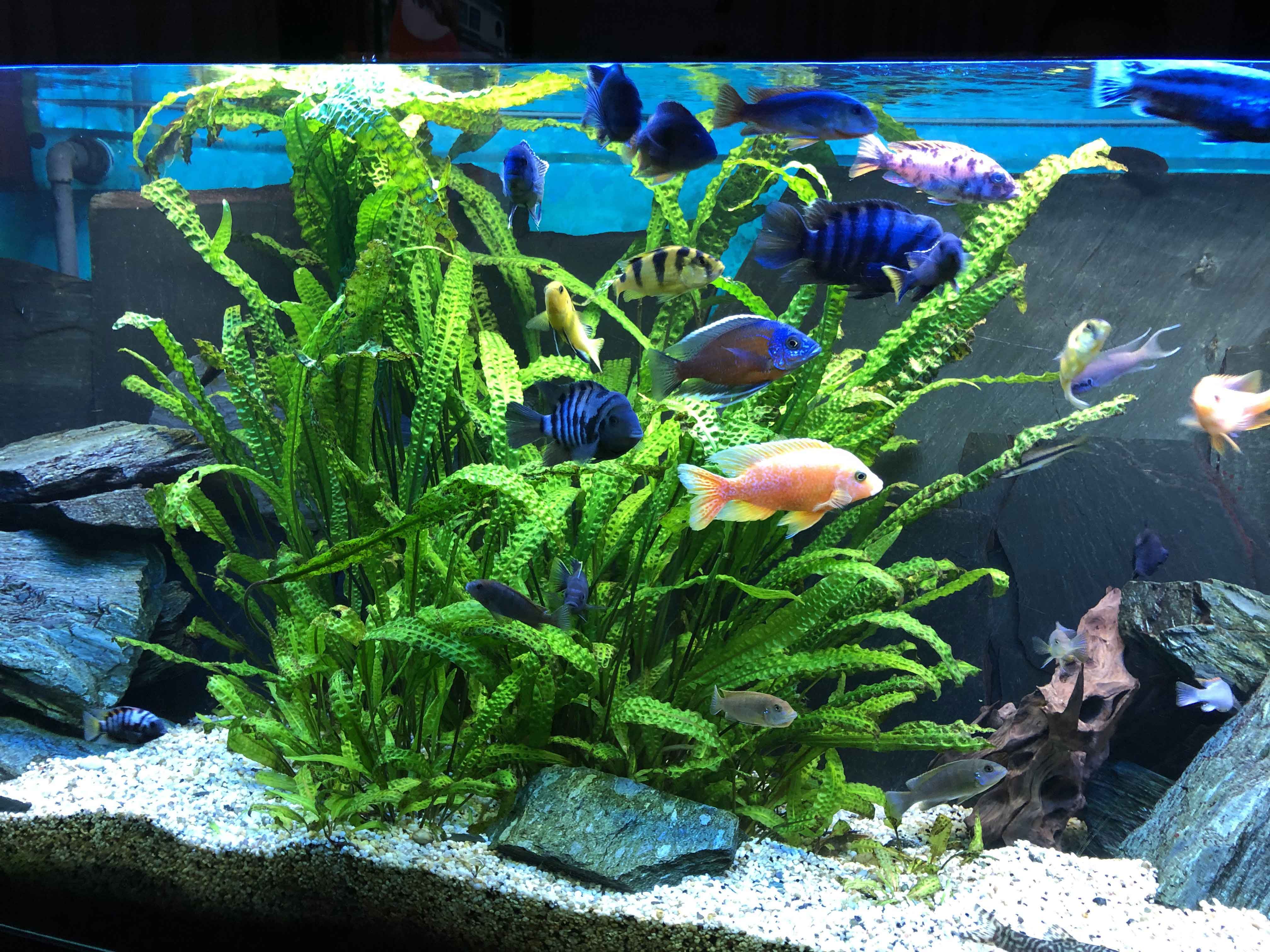 Cryptocoryne aponogetifolia XL, 50-60cm