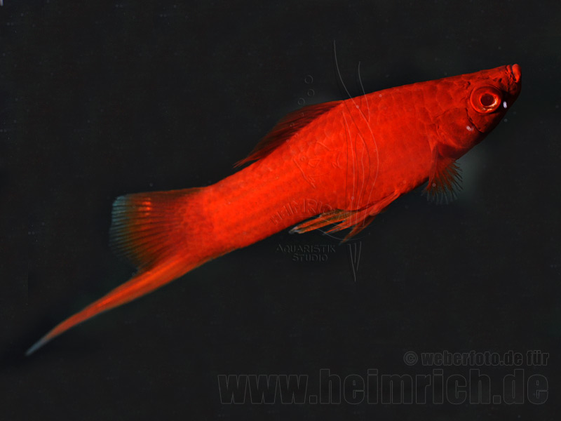 Schwertträger "Wiener Super Red", männl. lg (Xiph. hell., spec.