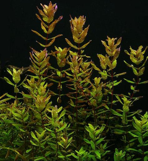 Rotala macrandra grün