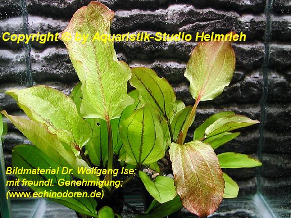 Echinodorus 'Frans Stoffels'