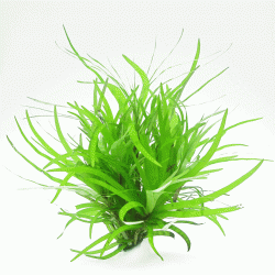 Eichhornia diversifolia