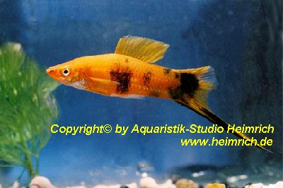 Schwertträger "Red Calico", lg (Xiph. hellerie, spec. Red Calico