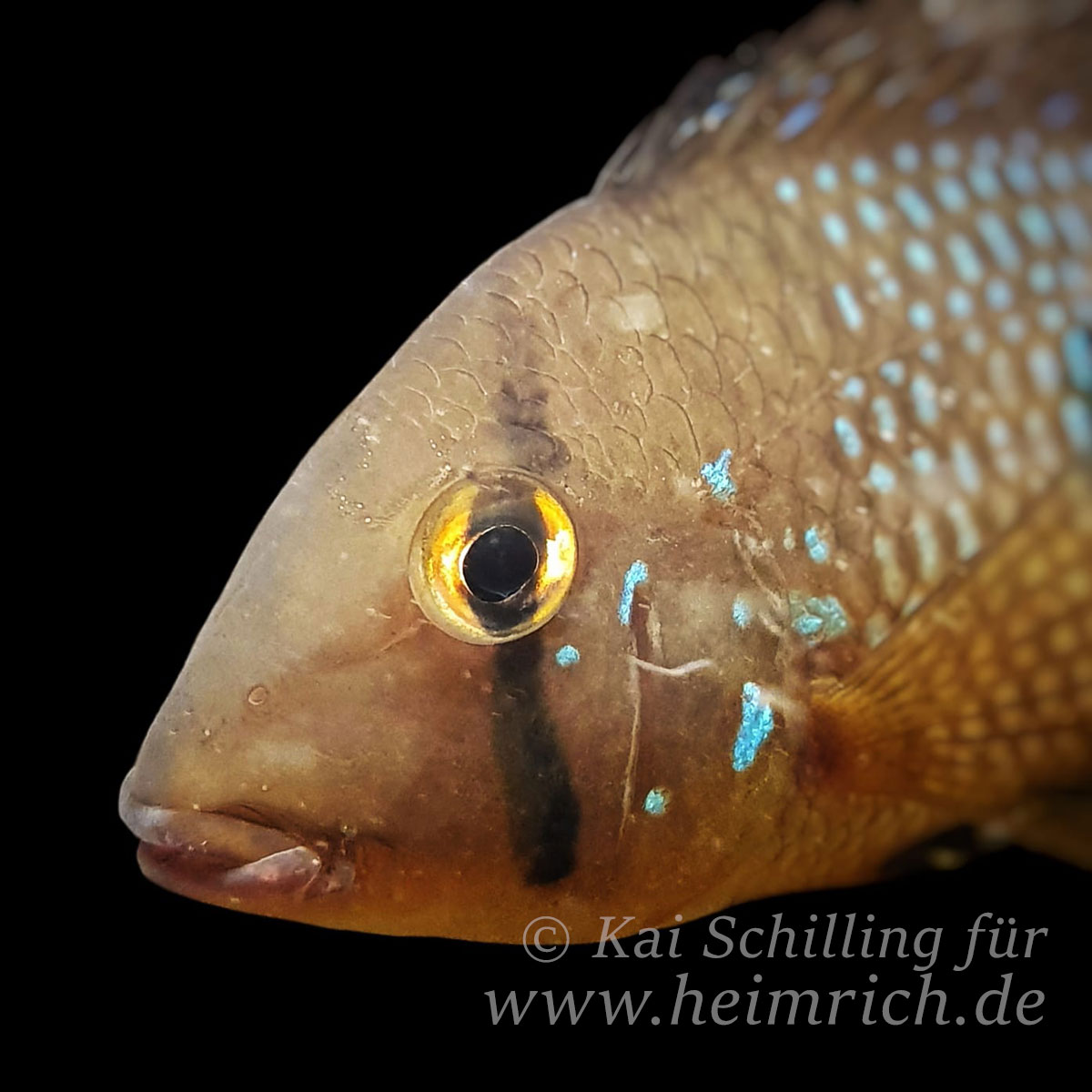 Geophagus spec. Rio Moju - male (Erdfresser spec. Rio Moju)