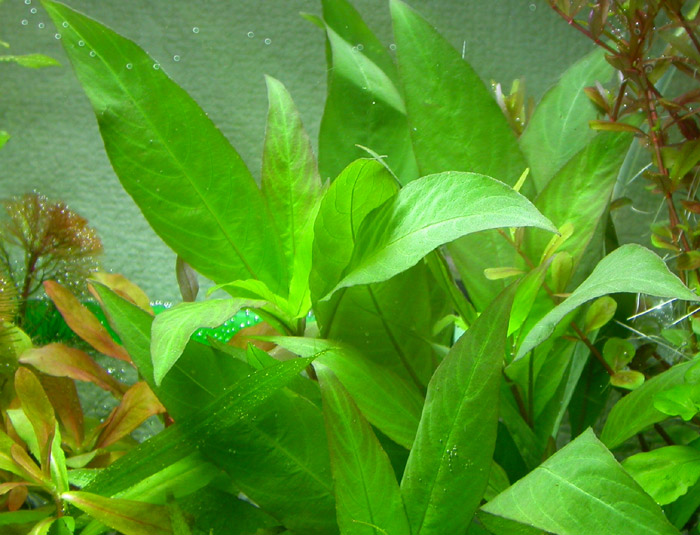 Nomaphila siamensis