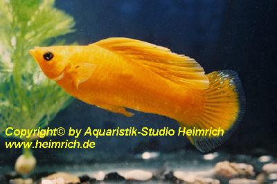 Segelkärpfling "GOLD", lg (Xiph. velifera, spec.GOLD)