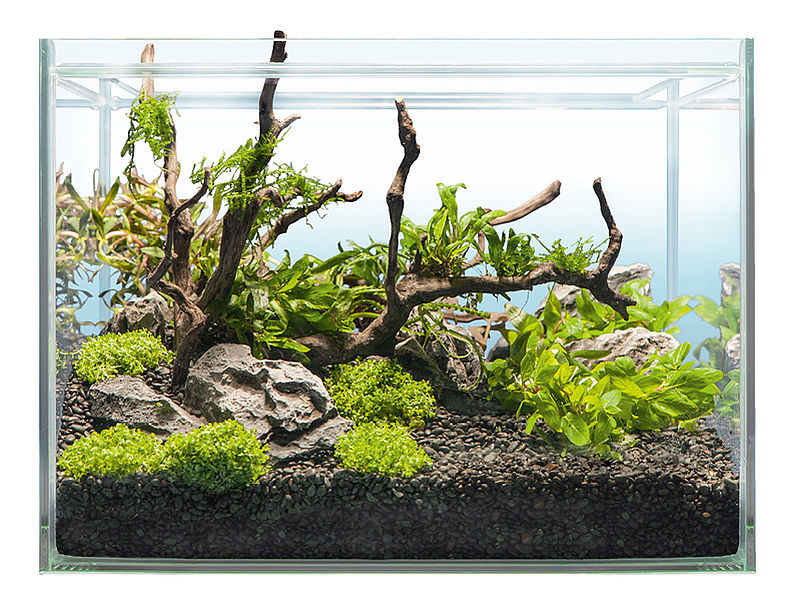 Hardscape Bepflanzung SHRIMP