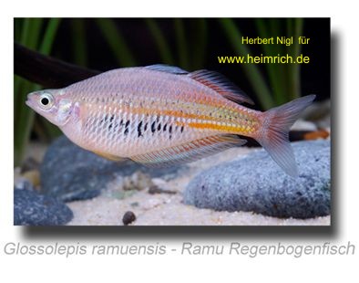 Glossolepis ramuensis (Ramu Regenbogenfisch)