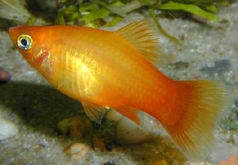 Platy "Sunset", lg (Xiph. mac., spec. Sunset)