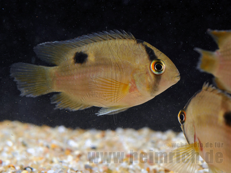 Aequidens maronii, med (Maronibuntbarsch)