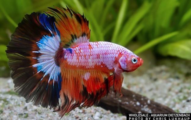 Siam. Kampffisch Halfmoon Fancy Multicolor (Betta splendens)