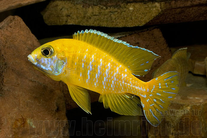 Aulonocara baenschi, benga (6-8cm)