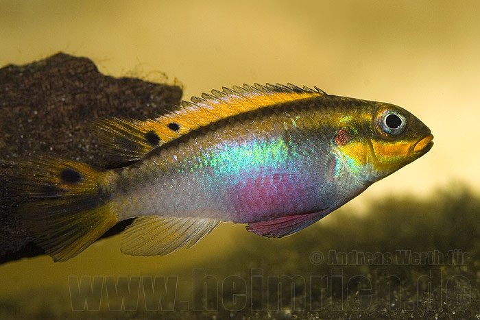 Pelvicachromis taeniatus, Lobe (Smaragdbuntbarsch)