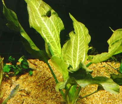 Echinodorus berteroi (Transparente Schwertpflanze)