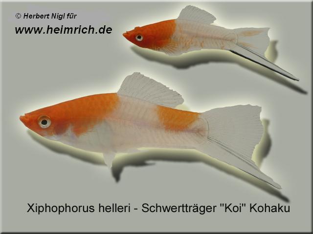 Schwertträger "KOI" Kohaku, lg (Xiph. hell., spec. KOI)