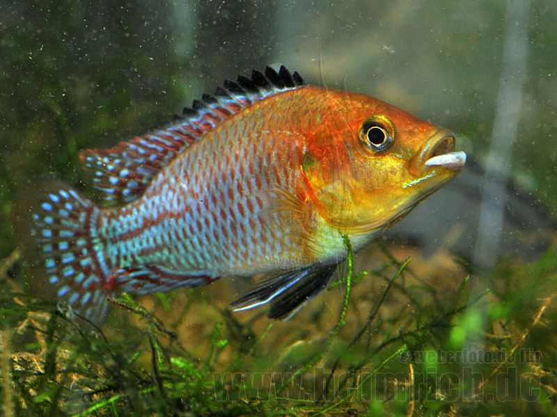 Pseudocrenilabrus nicholsi (Nichols Maulbrüter)