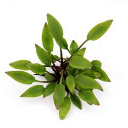 Cryptocoryne lutea, spec. ‘Hobbit’ In-Vitro