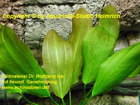 Echinodorus Dschungelstar Nr. 6 (E06 Echinodorus Roter Elefant)
